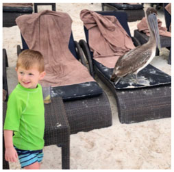 A little boy looking at a pelican